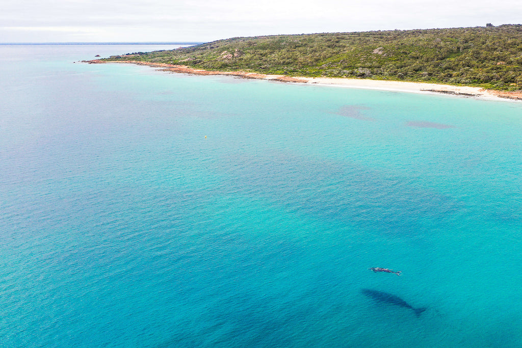 Whales Swimming in Eagle Bay